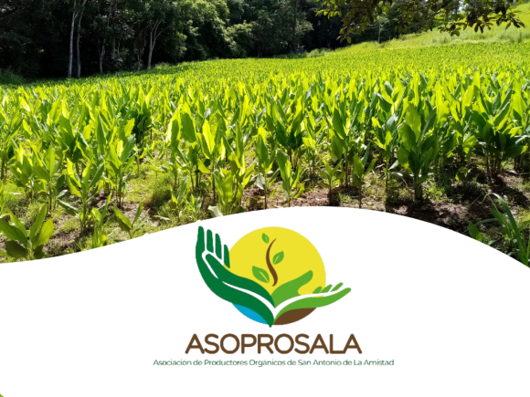 Coopeassa consolida su compromiso con la agricultura orgánica a través de la Asociación de Productores Orgánicos de San Antonio de la Amistad.